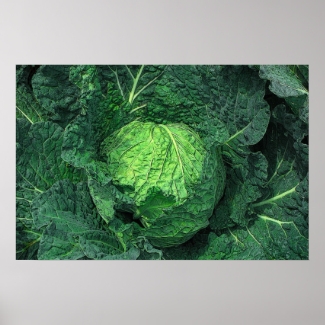 Savoy Cabbage