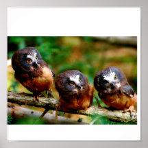 Saw Whet Owl, Fledglings Poster