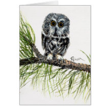 Saw Whet Owl Note Card