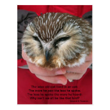 Saw-whet Owl Poem Postcard