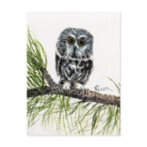 Saw Whet Owl Postcard by Critterpainter Saw Whet Owl Postcard