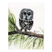 Saw Whet Owl Postcard