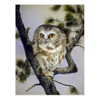 Saw-Whet Owl Postcard