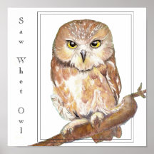 Saw Whet Owl Print