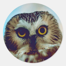 Saw-whet owl sticker