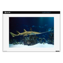 Sawfish (Carpenter Shark) skins