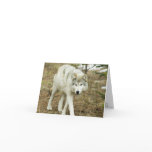 Sawtooth Pack: Wolves of the Nez Perce Note Card