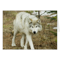 Sawtooth Pack: Wolves of the Nez Perce Note Card cards