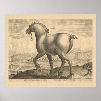 Saxon Stallion Antique Horse Engraving Posters