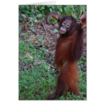 Say No to Bullies with Krista Orangutan Cards