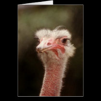 Say that again? cards