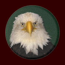 "SAY WHAT?" Bald Eagle Magnet