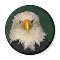 "SAY WHAT?" Bald Eagle Magnet by RavenSpiritPrints "SAY WHAT?" Bald Eagle Magnet