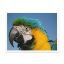 Say What? postcards by djdevo Say What? postcards