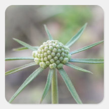 Scabiosa Bud Square Stickers