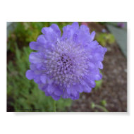 Scabiosa print