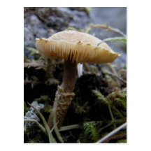 Scaley Mushroom on Unalaska Island Post Cards