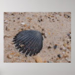 Scallop Shell Canvas Print