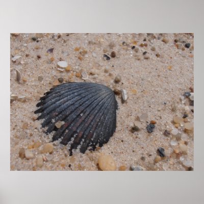 Shell Canvas