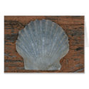 Scallop shell cards by cmgubanich Scallop shell cards