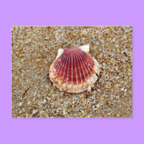 Scallop Shell - postcard by Horseshoes3 Scallop Shell - postcard