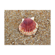 Scallop Shell - postcard