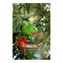 Scaly Breasted Lorikeet posters
