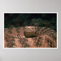 Scaly Scare Poster
