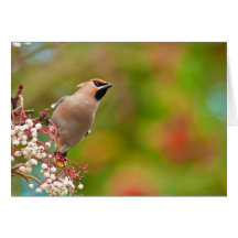 Scandinavian beauty cards