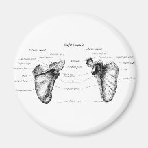 Scapula Details Refrigerator Magnets
