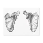 Scapula Grey Post Cards