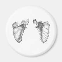 Scapula Grey Refrigerator Magnets