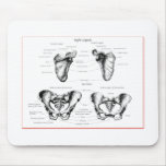 Scapula Pelvis Details Mouse Pad