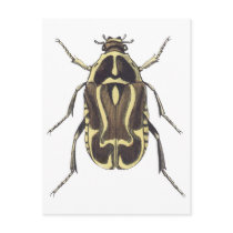 Scarab Beetle Post Card