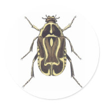 Scarab Beetle Sticker