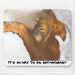 Scared Endangered Orangutan Scared Endangered Orangutan