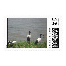 Scared ibis postage.