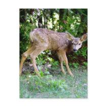Scared little Deer Post Cards