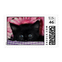 Scaredy Kitten Postage