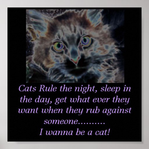 scarey cat, Cats Rule the night, sleep in the d&hellip; Poster Zazzle