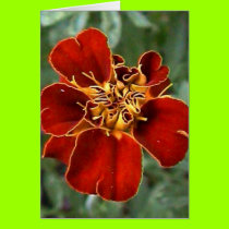 scarlet beauty cards