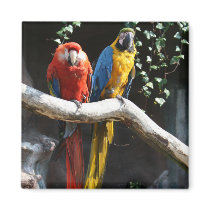 Scarlet / Blue and Gold Macaw Magnet by SweetRascal Scarlet / Blue and Gold Macaw Magnet