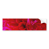 Scarlet Dahlia petals Bumper Sticker