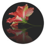Scarlet Flamenco Sticker