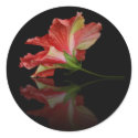 Scarlet Flamenco Sticker