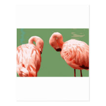 Scarlet Flamingo Postcards