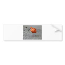 scarlet ibis bumper sticker