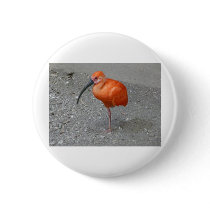 scarlet ibis pins