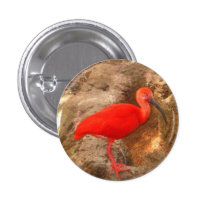 Scarlet Ibis buttons