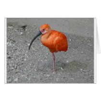 scarlet ibis greeting card